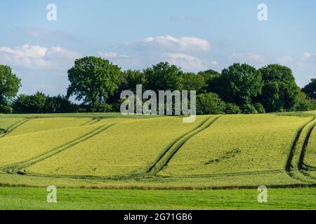 Ein grünes Getreidefeld in der hügeligen Holsteinischen Schweiz im Kreis Plön Schleswig-Holstein Stockfoto