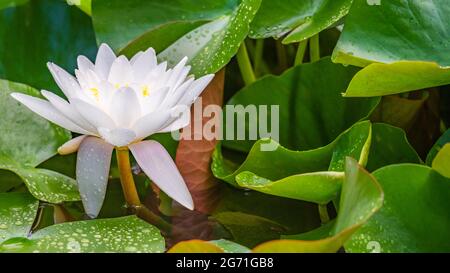 Eine weiße Lotusblume und Regentropfen auf Blättern im Sommer. Nymphaea alba. Europäische Weißwasserlilie. Weißes Wasser stieg. Weißer Nenustar. Schönheit in der Natur Stockfoto