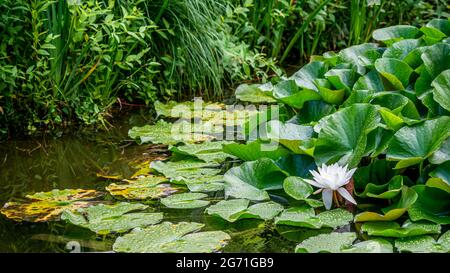 Eine weiße Lotusblume und Regentropfen auf Blättern im Sommer. Nymphaea alba. Europäische Weißwasserlilie. Weißes Wasser stieg. Weißer Nenustar. Schönheit in der Natur Stockfoto