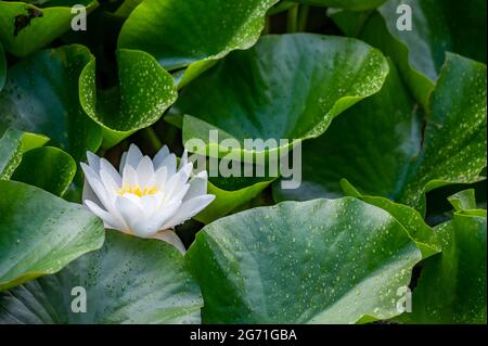 Eine weiße Lotusblume und Regentropfen auf Blättern im Sommer. Nymphaea alba. Europäische Weißwasserlilie. Weißes Wasser stieg. Weißer Nenustar. Schönheit in der Natur Stockfoto