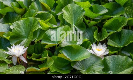 Zwei weiße Lotusblumen und Regentropfen auf Blättern im Sommer. Nymphaea alba. Europäische Weißwasserlilie. Weißes Wasser stieg. Weißer Nenustar. Schönheit in der Natur Stockfoto