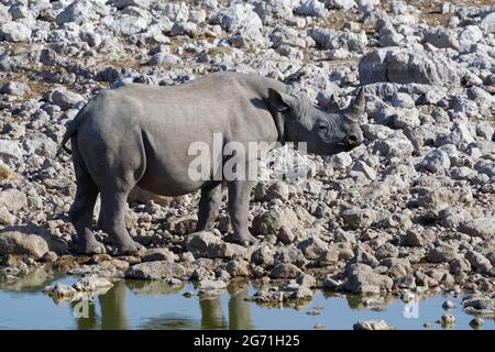 Schwarzes Nashorn (Diceros bicornis) steht am Okaukuejo Wasserloch, Alert, Etosha National Park, Namibia, Afrika Stockfoto