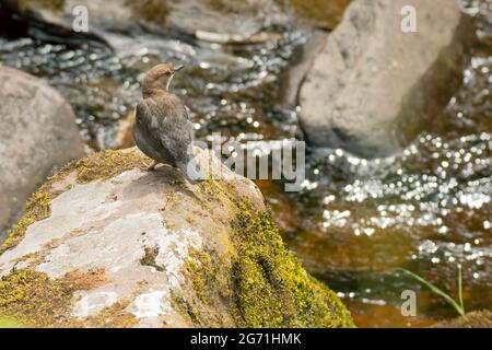 Dipper ( Cinclus cinclus) steht auf einem großen Felsen neben einem fließenden Bach im Brecon Beacons Wales. Stockfoto