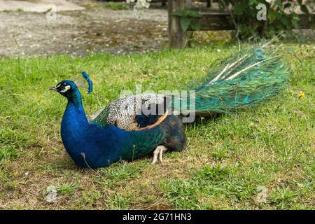 Schöner Pfau, der im Sonnenlicht auf dem Gras sitzt Stockfoto