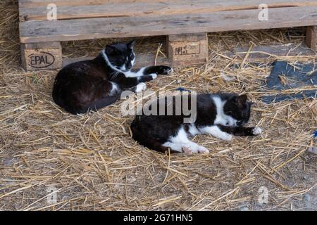 Zwei schwarz-weiße Jungkatzen schlafen auf Stroh in einer Bauernscheune Stockfoto