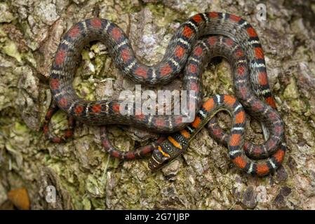 Fliegende Schlange mit zwei Sperrinern Stockfoto