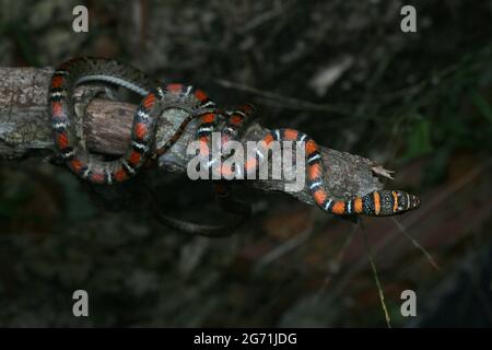 Fliegende Schlange mit zwei Sperrinern Stockfoto