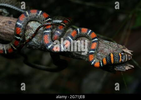 Fliegende Schlange mit zwei Sperrinern Stockfoto