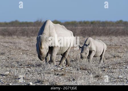 Schwarze Nashörner (Diceros bicornis), erwachsenes Weibchen mit Jungtieren, Wandern im trockenen Grasland, Nahrungssuche, Etosha-Nationalpark, Namibia, Afrika Stockfoto