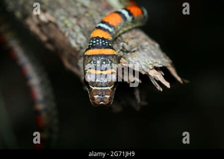 Fliegende Schlange mit zwei Sperrinern Stockfoto