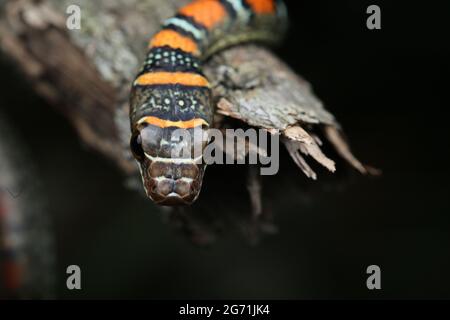 Fliegende Schlange mit zwei Sperrinern Stockfoto