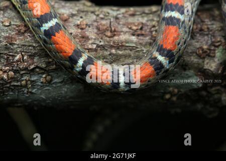 Fliegende Schlange mit zwei Sperrinern Stockfoto