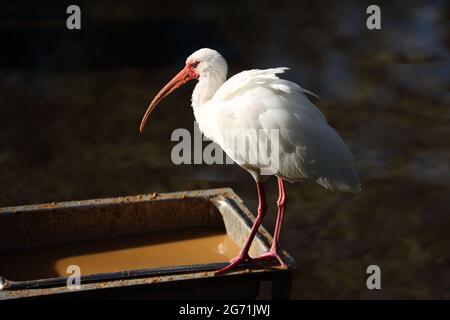 Ein White Ibis (Eudocimus albus), der sich in der Sonne im Homosassa Springs Wildlife Park, Florida, USA, sonnt Stockfoto