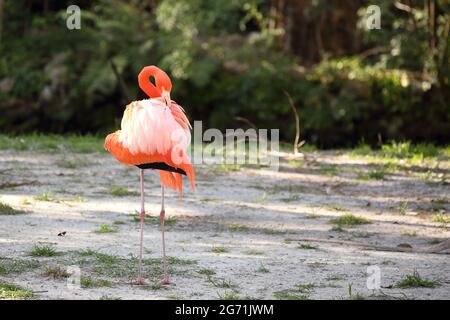 Ein Flamingo (Phoenicopterus ruber) im Homosassa Springs Wildlife Park, Florida, USA Stockfoto