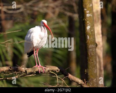 Ein White Ibis (Eudocimus albus), der sich in der Sonne im Homosassa Springs Wildlife Park, Florida, USA, sonnt Stockfoto