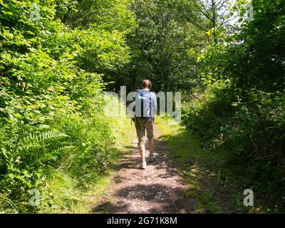 Weibliche Wandererin auf dem Jack Mytton Way entlang der Wenlock Edge in Shropshire Hill, AONB, Shropshire, England, Großbritannien Stockfoto