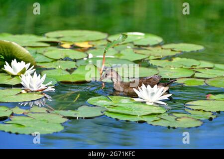 Gemeine Teichschiene (Gallinula chloropus) im Teich zwischen Seerosen Stockfoto