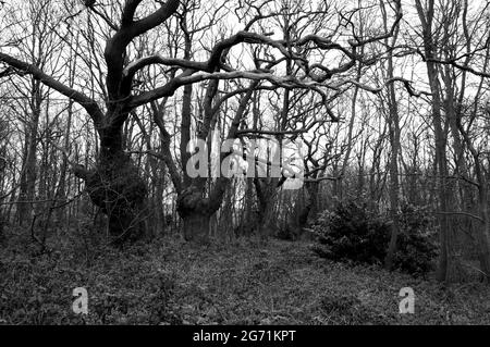 Eichenbäume in Arrandene Open Space im frühen Frühjahr, Mill Hill, London. Stockfoto