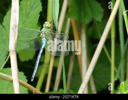 Nahaufnahme einer männlichen Libelle des Blauen Imperators (Anax Imperator), die auf einem Grashalm ruht. Eine Art Falkenlibelle. Stockfoto