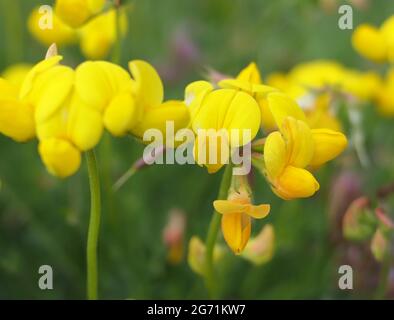 Makro-Nahaufnahme der gelben Blüten des Kreuzblattblattes (Lotus corniculatus) Stockfoto