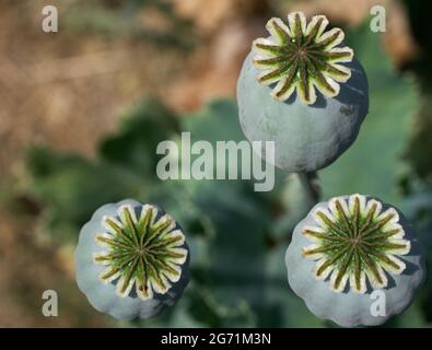 Opium Mohnköpfe, Nahaufnahme. Papaver somniferum, allgemein bekannt als Opium-Mohn oder Semmelmohn, ist eine blühende Pflanze aus der Familie P Stockfoto