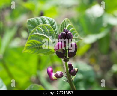 Spargelblumen, Nahaufnahme. Spargel oder Gartenspargel, Volksname Sperlingsgras, wissenschaftlicher Name Spargel officinalis. Stockfoto