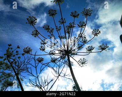 Dill (Anethum graveolens) ist ein einjähriges Kraut in der Sellerie-Familie Apiaceae Stockfoto