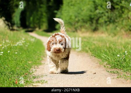 Shallow Focus Aufnahme von flauschigen süßen Lagotto Romagnolo doggy Walking Stockfoto