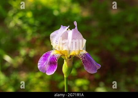 Schöne lila und gelbe Iris Blume auf verschwommenem grünen natürlichen Hintergrund. Bärtige Iris Konzept. Stockfoto