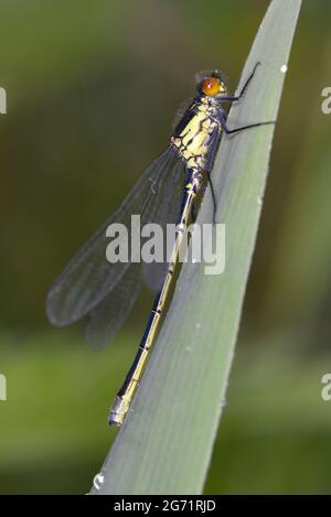 Rotäugigen Damselfly - Erythromma najas Stockfoto