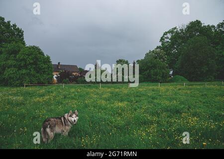 Ein ausgewachsener Husky-Hund geht auf einer Wiese auf dem grünen Gras. Haus im Hintergrund. Elektrischer Geflügelzaun. Frühsommer Stockfoto