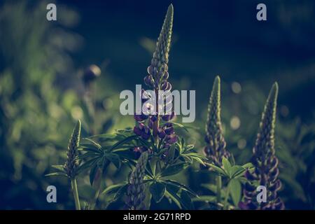 Blühende Macrolupine Blume. Lupinenfeld mit rosa violetter und blauer Blume. Haufen Lupinen Sommer Blume Hintergrund. Ein Feld von Lupinen. Stockfoto