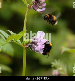 Hummel auf der Nahrungssuche unter Vetch Stockfoto