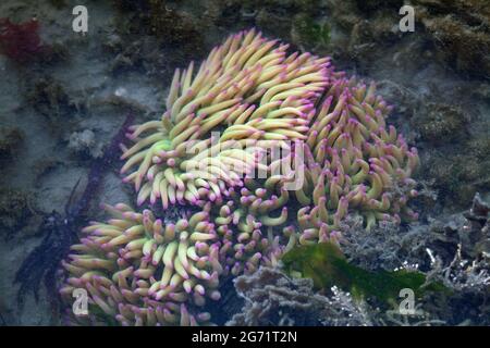 Snakelocks Anemone - Anemonia viridis Stockfoto