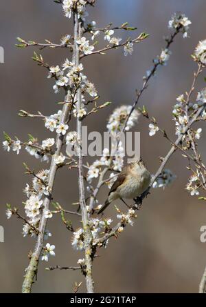 Gemeine Chiffchaff - Phylloscopus collybita Stockfoto