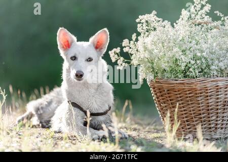 Weißer Mischlingshund, der in der Natur in der Nähe des Korbes mit weißen Blumen liegt Stockfoto