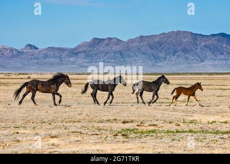 Junge Wildpferde galoppieren in Dugway Valley, Pony Express Trail, Back Country Byway, Great Basin, Utah, USA Stockfoto