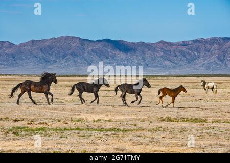 Junge Wildpferde galoppieren in Dugway Valley, Pony Express Trail, Back Country Byway, Great Basin, Utah, USA Stockfoto