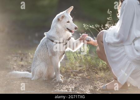 Weißer Mongralhund, der der menschlichen Hand Pfote in der Natur gibt Stockfoto