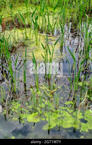 Teich, Garten in Berlin, Deutschland Stockfoto