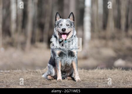 Australischer Rinderhund oder blauer Heeler, der in der Natur im Wald sitzt Stockfoto