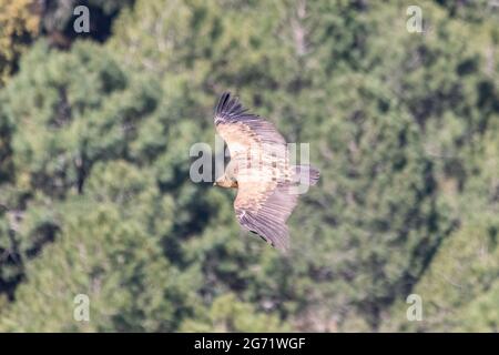 Der Gänsegeier - Gyps fulvus - fliegt in der Sierra de Cazorla, Jaen, Spanien Stockfoto