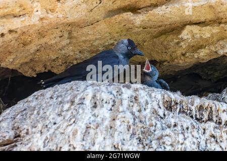 WESTERN Jackdaw, Coloeus monedula, füttert sein Küken im Nest Stockfoto