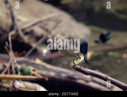 Selektive Fokusaufnahme einer blauen Libelle auf einem Ast unter Sonnenlicht Stockfoto