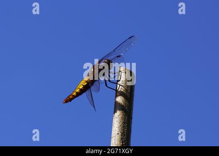 Weibliche Libellula depressa, der breitkörperige Chaser oder breitkörperige Darter der Familie Libellulidae. Von der Seite auf einem Stock Blue Sky. Holländischer Garten Stockfoto