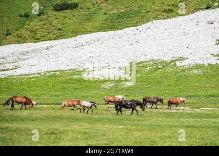 Eine Herde von Pferden - Pferd, Fohlen, Stute grasen auf einer alpinen Wiese am Fuße eines hohen Berges mit stille Schnee. Erwachsene Pferde schützen Fohlen Stockfoto