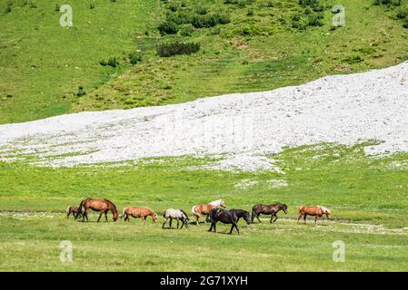 Eine Herde von Pferden - Pferd, Fohlen, Stute grasen auf einer alpinen Wiese am Fuße eines hohen Berges mit stille Schnee. Erwachsene Pferde schützen Fohlen Stockfoto