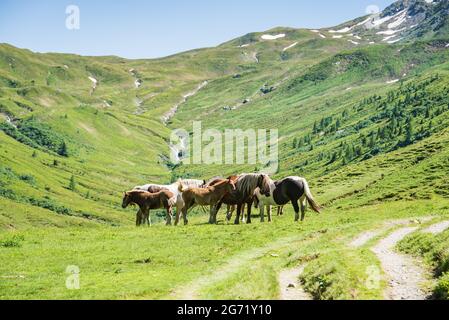 Eine Herde von Pferden - Pferd, Fohlen, Stute grasen auf einer alpinen Wiese am Fuße eines hohen Berges mit stille Schnee. Erwachsene Pferde schützen Fohlen Stockfoto