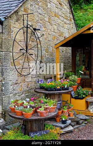 Schöne Vintage-Ausstellung mit Blumen und gealterten Fahrrad im Dorf Ford und etal in der Grafschaft Northumberland - England - Vereinigtes Königreich Stockfoto