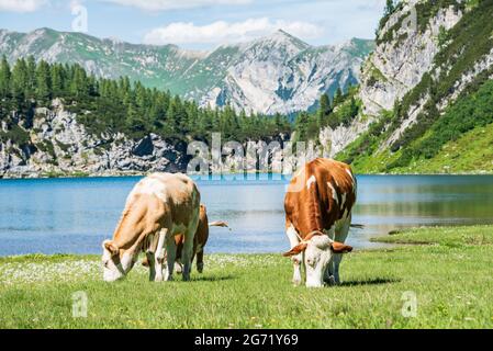 Eine Herde Kühe grasen auf einer Almwiese am Fuße eines hohen Berges mit stillem Schnee. Alpensee und grüne Natur im Sommer Stockfoto